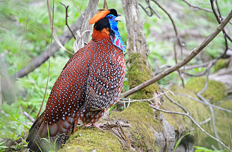 22 Days Classic Sichuan Birding Tour
