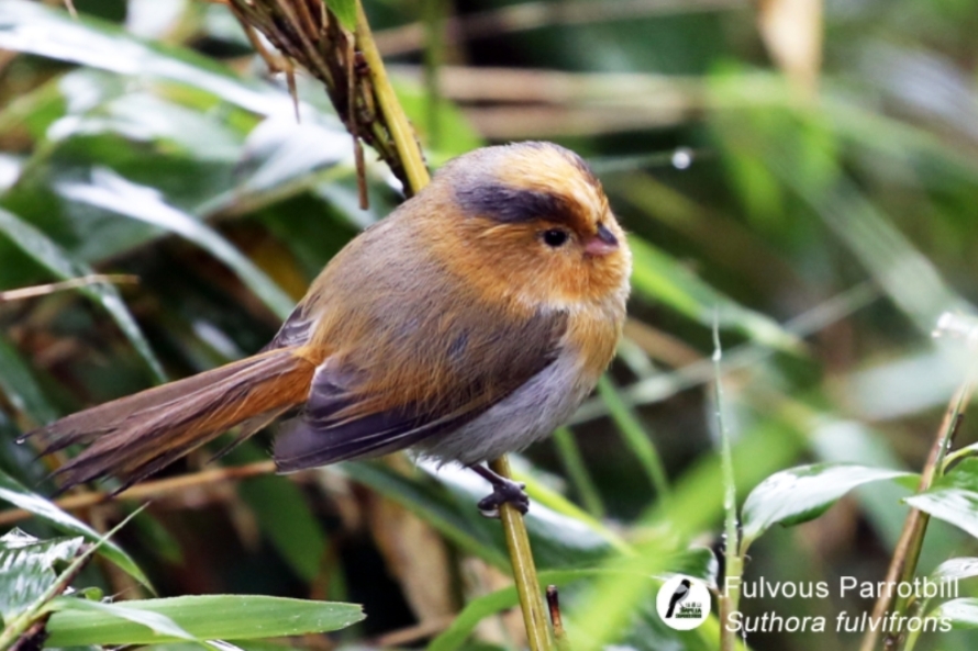 Stubby & Memorable: The Charm of Parrotbills