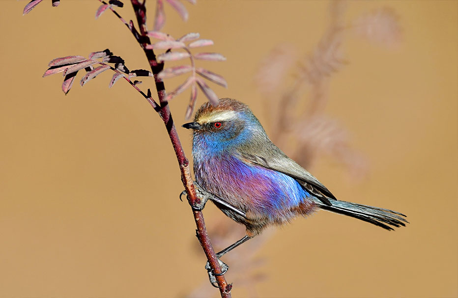 14 Days Classic Qinghai Birding Tour