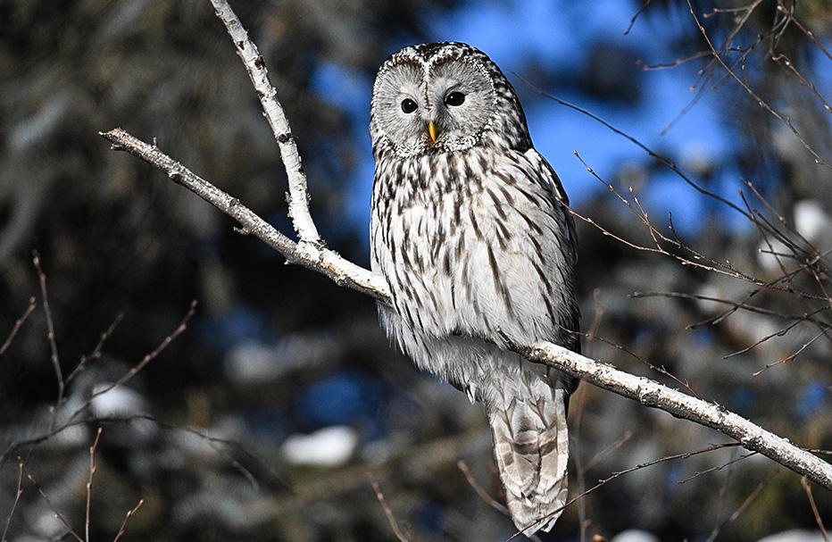 8 Days Inner Mongolia Owls Trip