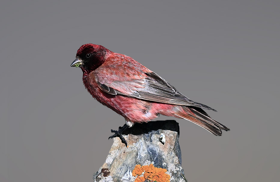 14 Days Classic Qinghai Birding Tour